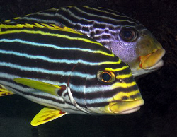 Sweetlips, Tulamben by Doug Anderson 
